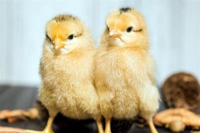 鸡苗多大能散养，1-2个月左右即可