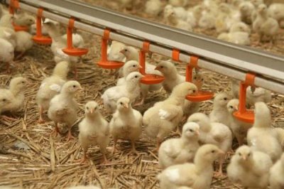 小鸡的喂食方法,每天喂2-3次