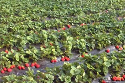 草莓是花托还是果实,草莓是花托