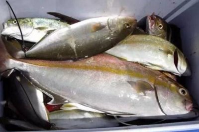 章红鱼的价格,一斤售价50元左右