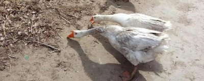 鹅趴窝不下蛋的原因,可能是母鹅太肥或过瘦等导致