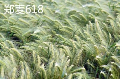 东北小麦的主产区在哪,包含黑龙江、吉林、辽宁等地区