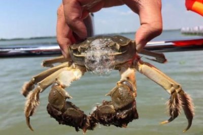大闸蟹的产地，阳澄湖、固城湖、太湖等地方均有产出