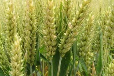 存麦12号麦种的介绍,是一种半冬性的小麦品种