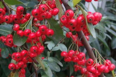 农村常见野果,荆棘丛中常见羊奶果