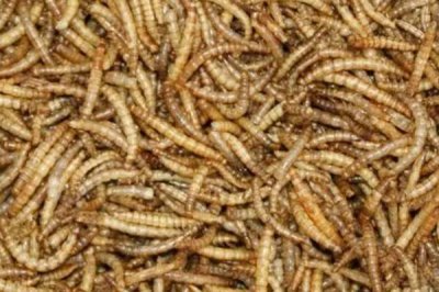 阳光对黄粉虫有什么影响,被强光照射后寿命会缩短