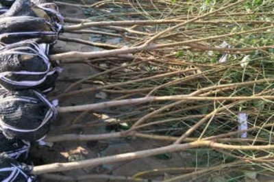 血桃的成熟时间，一般在5-6月份成熟上市