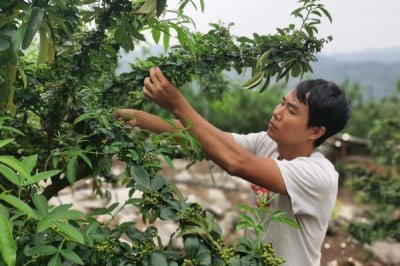 花椒种植市场是否已经饱和，调料需求基本已经达到顶峰
