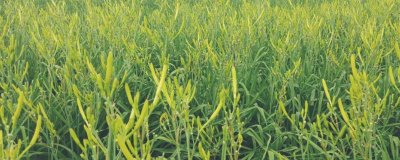 黄花菜的种植时间,春季和秋季均可种植