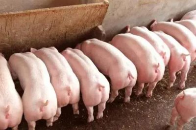 猪毛重和净重怎么计算,毛重等于胸围乘以体长除以系数