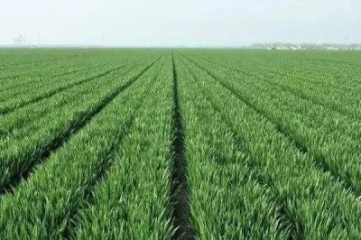 阜航麦1号小麦种子简介，中抗/抗白粉病