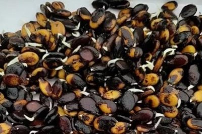 哪个品种的西瓜种子好,可根据当地气候条件选种