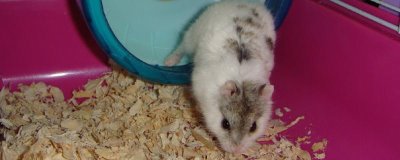 仓鼠怎么养才会粘人,最简单的就是用食物诱惑它