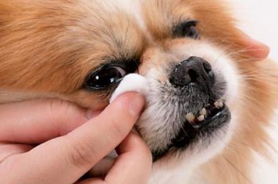 犬眼肿胀的原因，可能是玩耍时不慎抓到