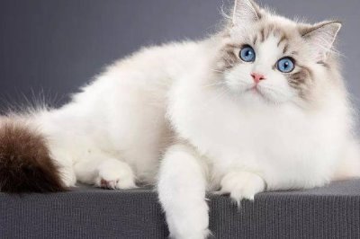 布偶猫怎么养,体重最重的猫之一