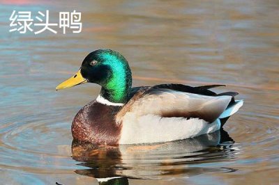 野鸭是几级保护动物,属于国家二级野生保护动物