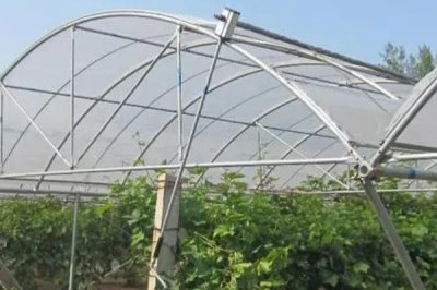 葡萄避雨栽培的优缺点,优点是可减少病害发生、缺点是容易导致枝蔓徒长