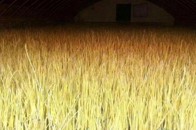 如何在大棚内种植蒜黄，芽苗期要将温度保持在22-26℃左右