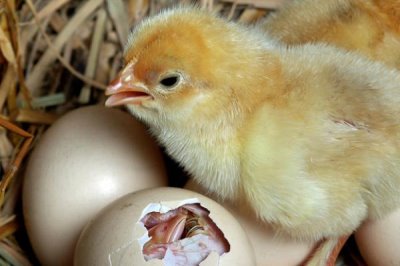 孵小鸡21天了还没破壳怎么办,建议适当提高鸡舍内的湿度