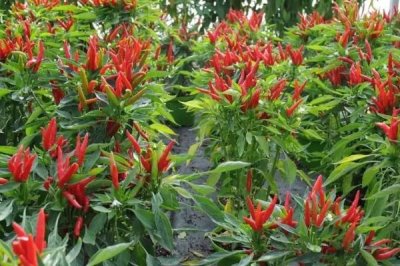 朝天椒盆栽种植技术,春季盆栽适宜播种期为3月中下旬