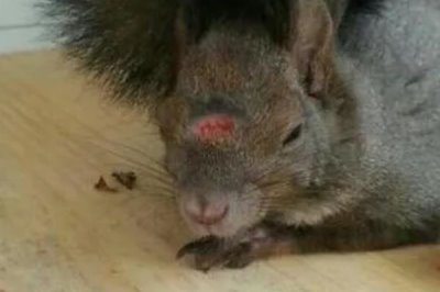 怎么养魔王松鼠,不宜食用肉蛋类食物