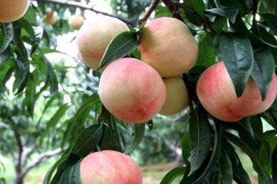 水蜜桃的种植环境，种植地的土壤要偏向微酸性