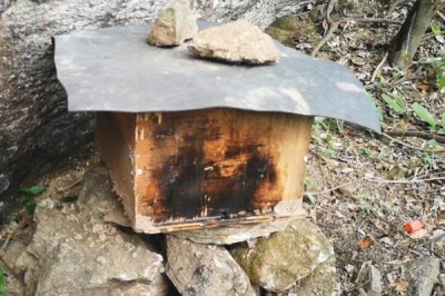 南方如何诱蜂及注意事项,利用蜂蜡可吸引侦查蜂