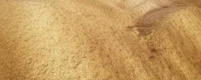 稻谷堆温度过高会怎样，会产生霉变，甚至是发芽霉烂