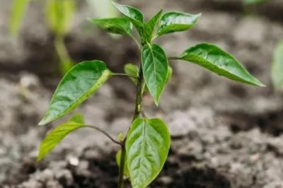 辣椒生长周期，从现蕾到坐果需要10-15天左右