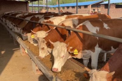 断奶犊牛怎么饲养，保持适温并定期消毒