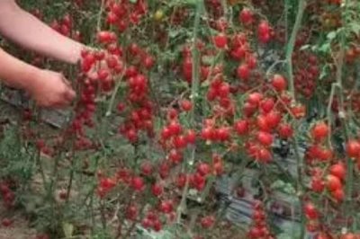 番茄长了不定根的原因，施肥不当或水分过量都会导致