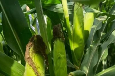 中邦6号玉米品种简介,中抗茎腐病(20.4%MR)