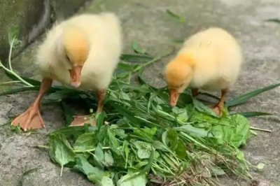 小鹅的食物，用菜叶搭配碎米饲喂雏鹅