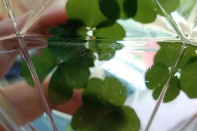 四叶草标本制作方法,采集完整的且有一定生长期的的四叶草