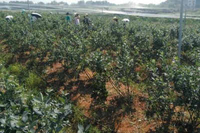 如何种植蓝莓才能高产，栽培前要注意施肥改土