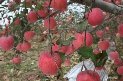 苹果个头小的原因,可能是施肥过剩或病虫害影响等