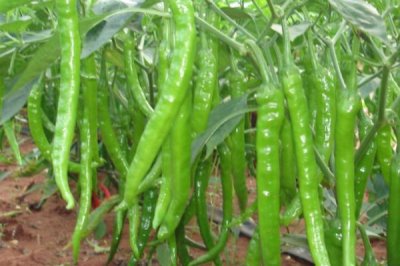 线椒怎么种植，株高达到9-12厘米时要定苗