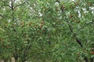 酸枣仁怎么种植,可采用嫁接的培育方式