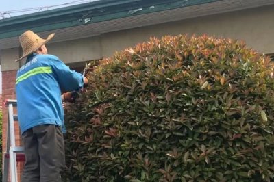 修剪红叶石楠的技巧，不能离芽苞太近