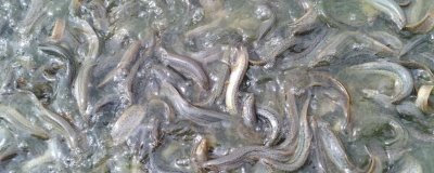 泥鳅吃什么,人工养殖可投喂米糠、豆饼、豆渣等