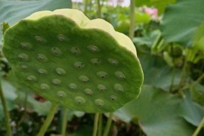 莲蓬的寓意,寓意多子多孙