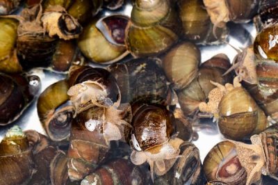 田螺吃什么,一般以水生植物、藻类、细菌为食