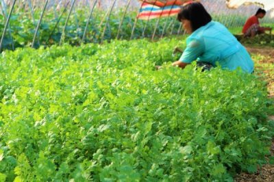 蔬菜的种植成本和利润,一亩蔬菜大棚所需成本为7000元左右