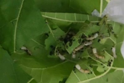 蚕的养殖方法,补催青时需要避免日晒