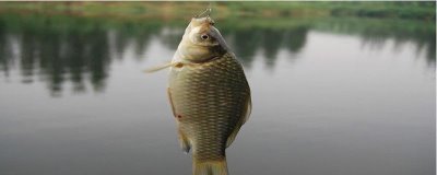 传统钓黑鱼的技巧，时间、钓点和钓具都要考虑