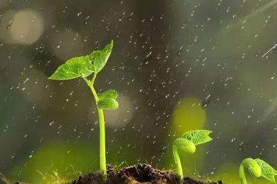 开春播种注意事项,首先应准备好的优质种子