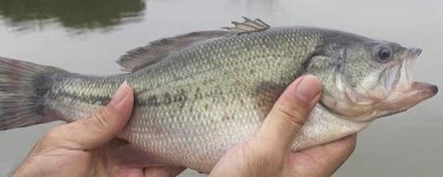 淡水鲈鱼与海鲈鱼的区别，种类、外观和分布地区均不同