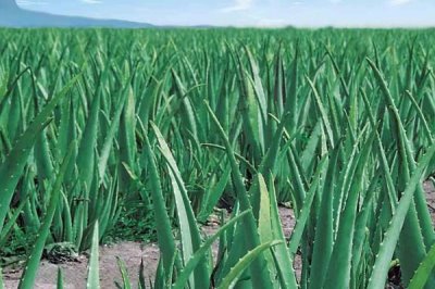 芦荟为什么会烂根，水分过多、施肥过量容易导致根系腐烂