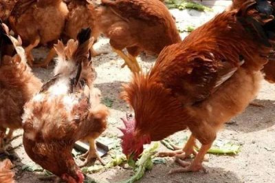 为什么鸡不知道躲雨,是因为鸡要借助淋雨代替排汗