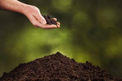 让绿萝两天爆盆的方法，放在光线明亮处充分接受光照